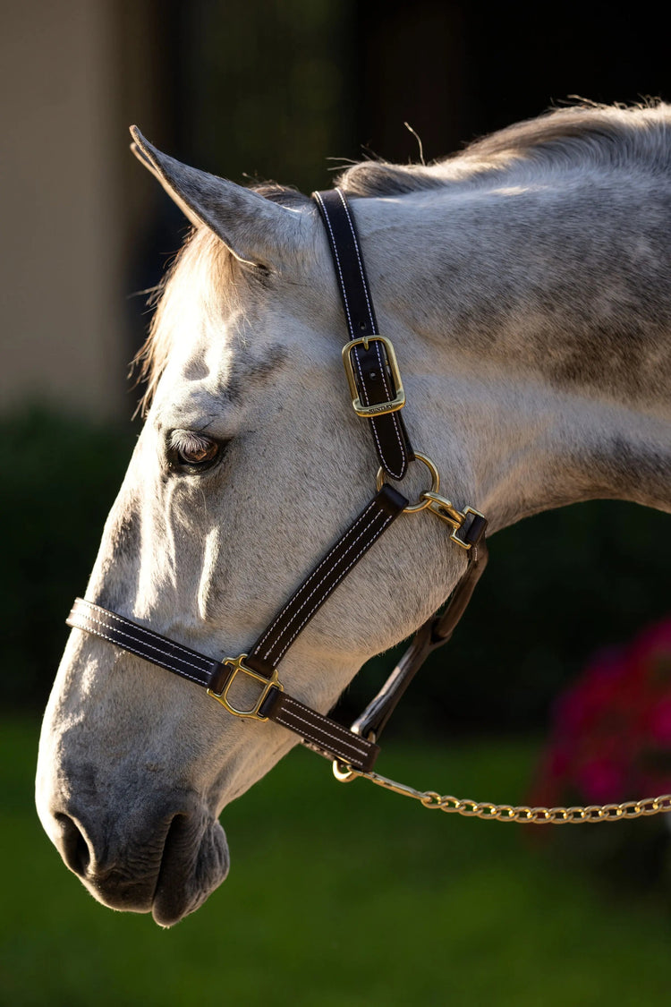 White horse wearing a black bridle with a grassy background