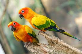 Two parrots perched on a tree branch