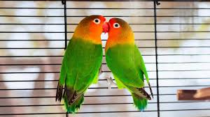 Two Love Birds Kissing