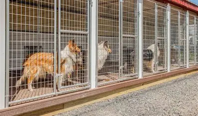 Dogs Inside of a Dog Kennel