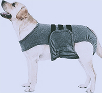 Golden Retriever wearing a post-operative recovery suit