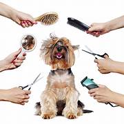 Dog Surrounded By Grooming Tools