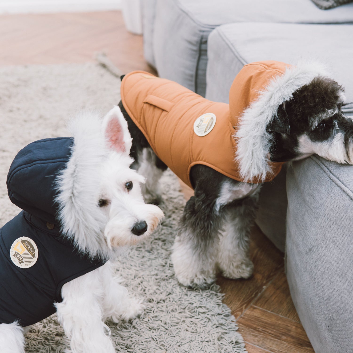 Two Dogs Wearing Winter Coats