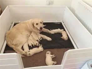Whelping Pen with Mama and Puppies
