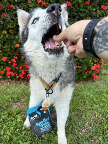 Dog being fed by a person outdoors with a 'Spoiled Pets' bag in the background