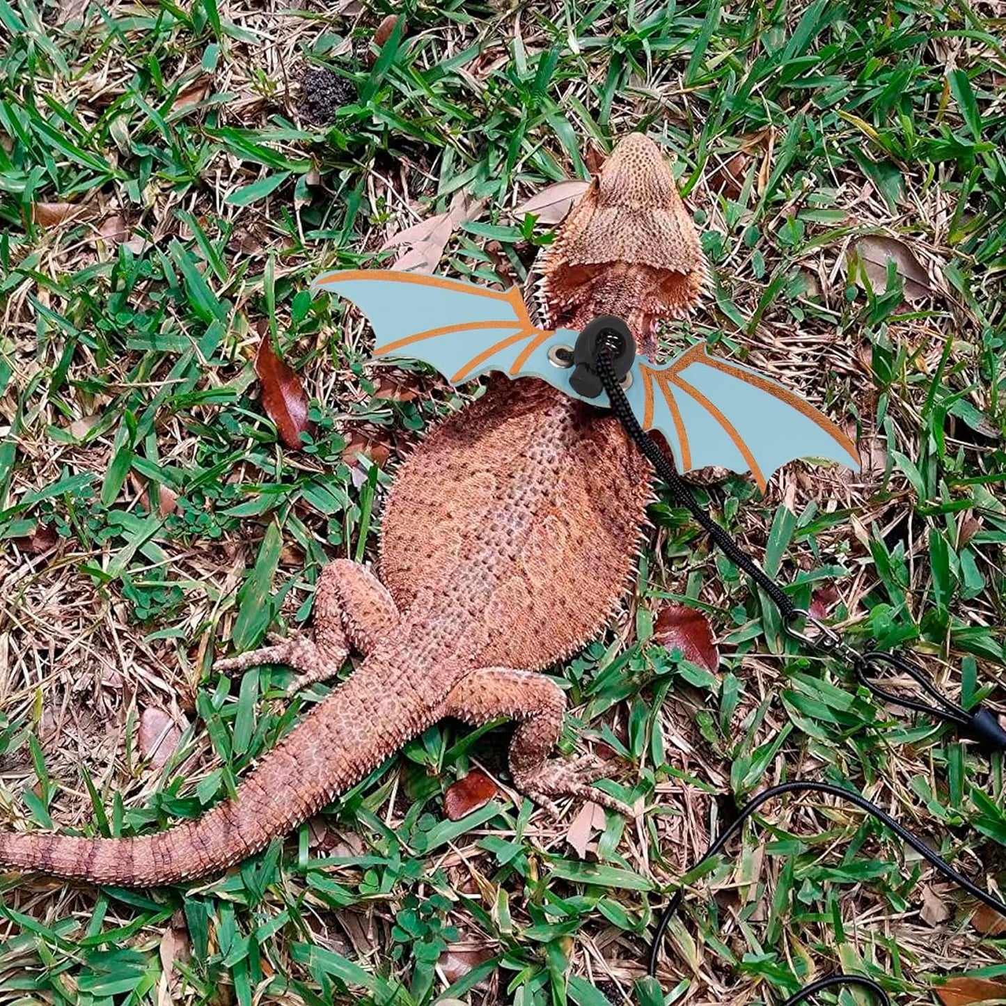 Lizard with dragon wings on a grassy background