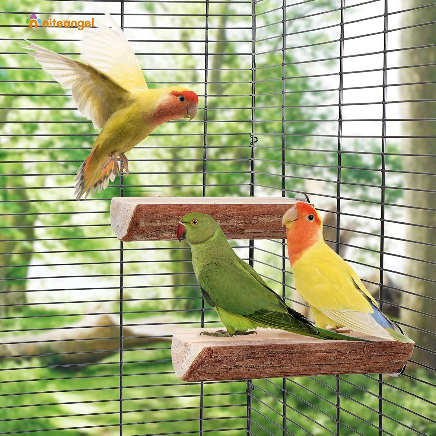 Two birds perched on a wooden perch inside a birdcage with a blurred green outdoor background.