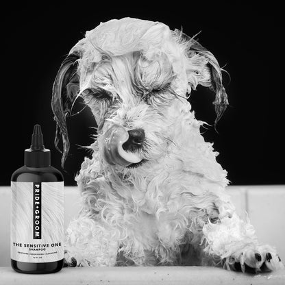 Dog with soapy fur next to a bottle of Pride & Groom shampoo on a black background
