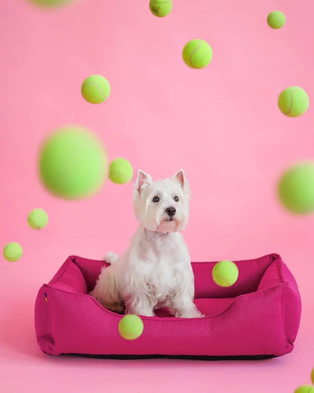 White dog sitting on a pink pet bed with green balls against a pink background