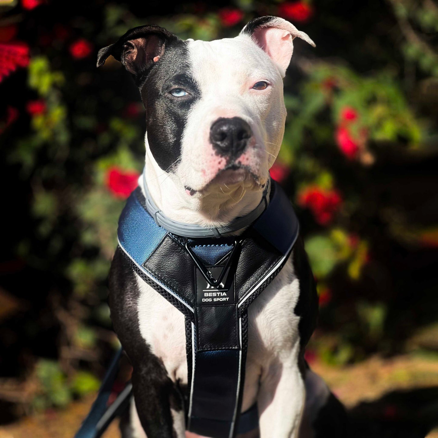 Dog wearing a black and blue harness with a blurred floral background