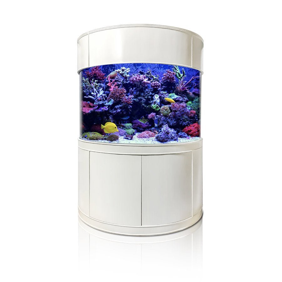Round aquarium with colorful fish and coral on a white background
