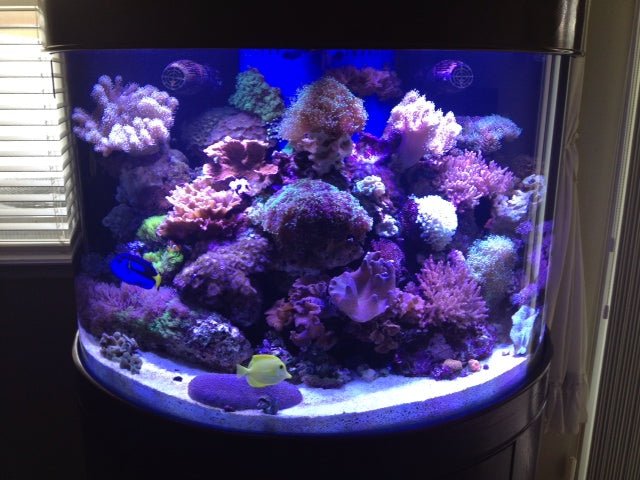 Fish tank with colorful coral and fish on a dark background