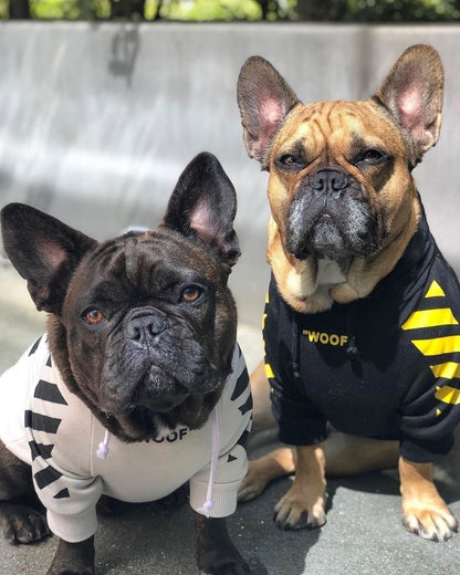 Two French Bulldogs wearing hoodies with 'WOOF' text on a concrete surface.
