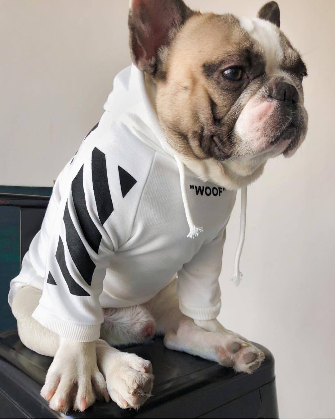 Dog wearing a white hoodie with black accents and 'WOOF' text on a light background