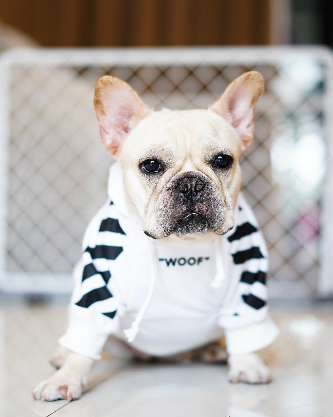 Dog wearing a striped outfit with 'Woof' text in an indoor setting
