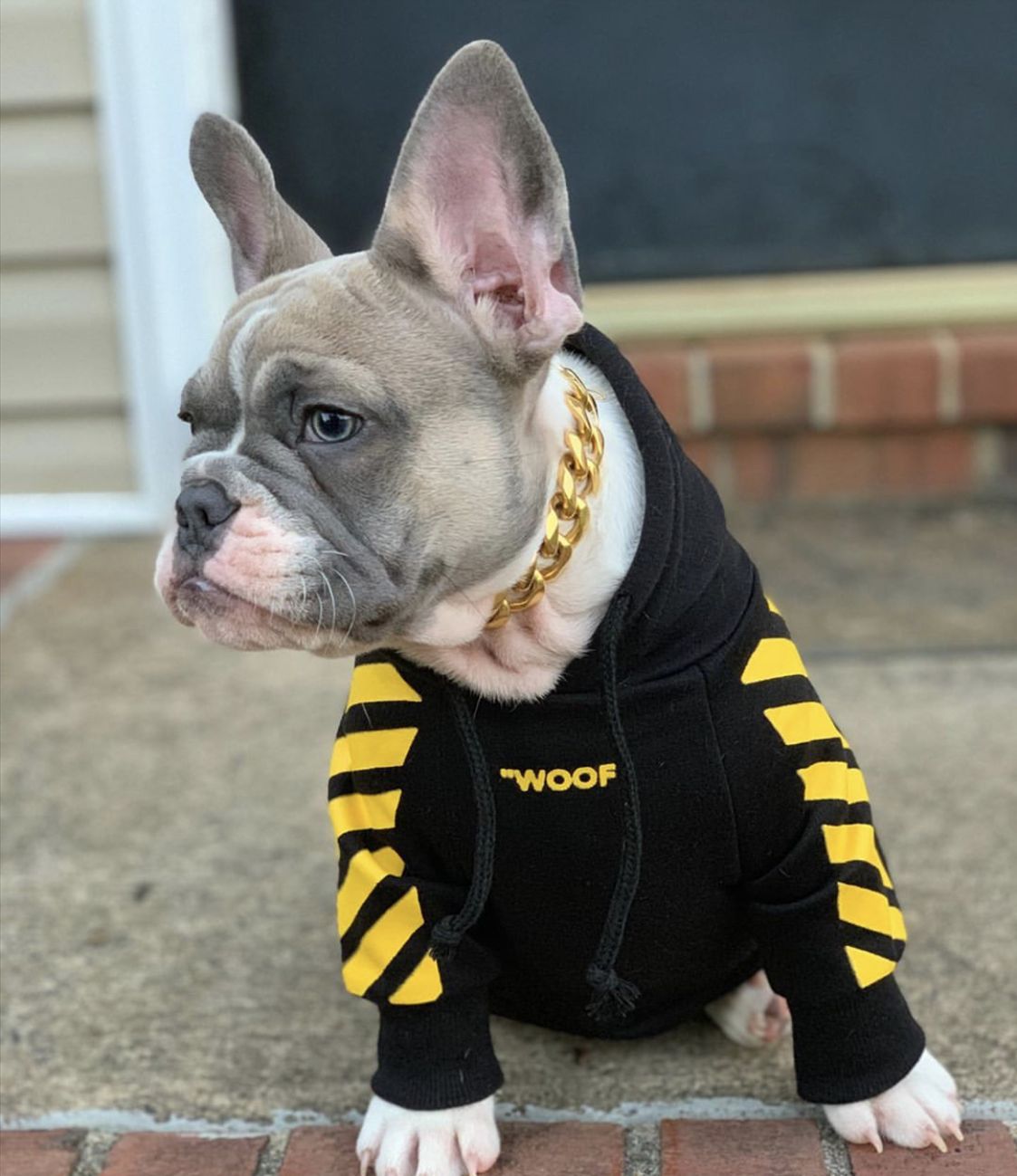 Puppy wearing a black hoodie with yellow stripes and 'WOOF' text on a brick surface.