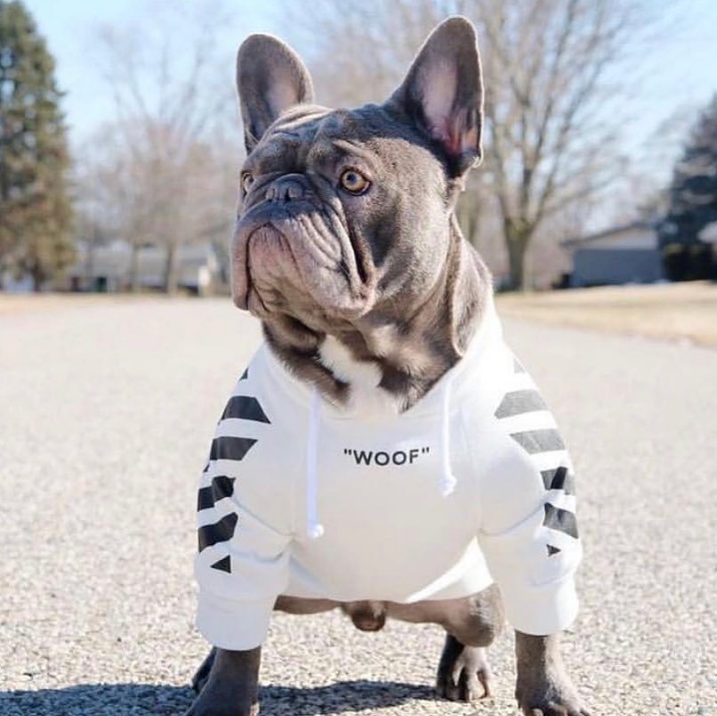 Dog wearing a hoodie with 'WOOF' text outdoors on a sunny day