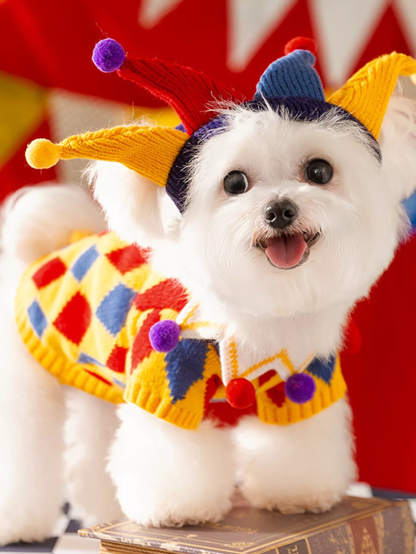 Small white dog wearing colorful clown outfit with red, yellow, and blue hat and sweater.