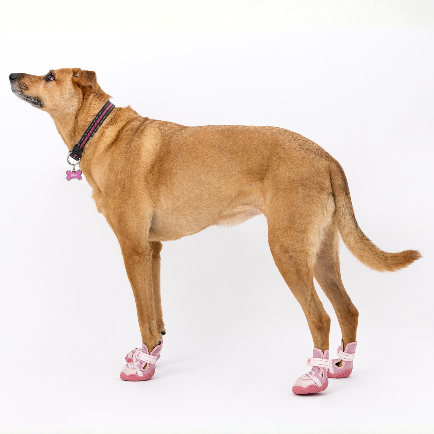 Dog wearing pink doggles on a white background