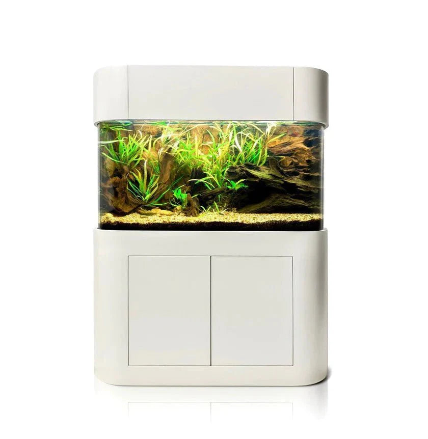 Modern aquarium with plants on a white background