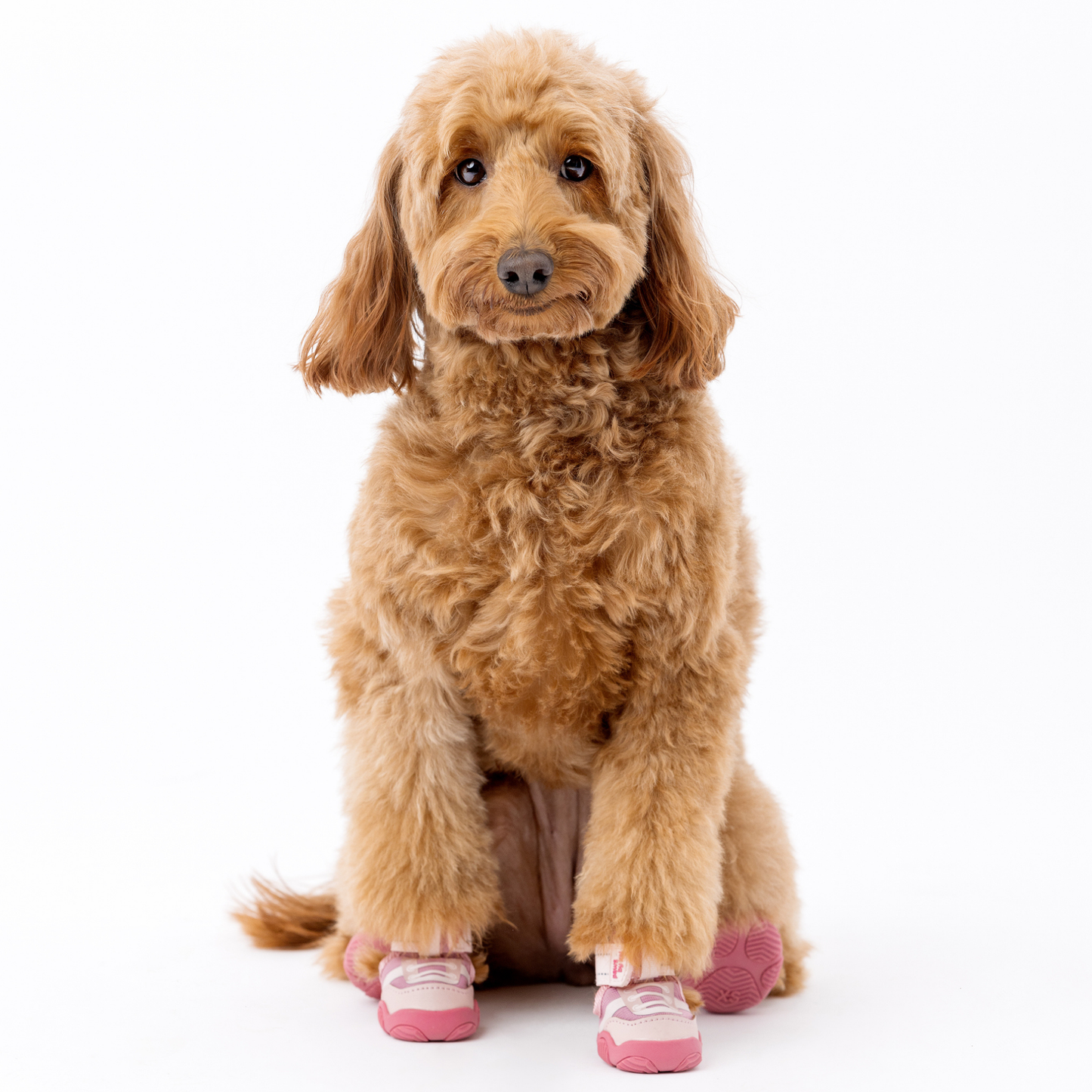 Brown dog wearing pink shoes on a white background
