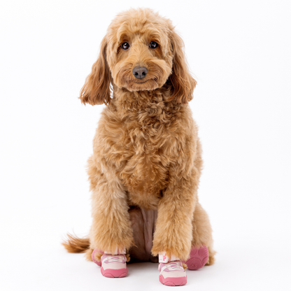 Brown dog wearing pink shoes on a white background