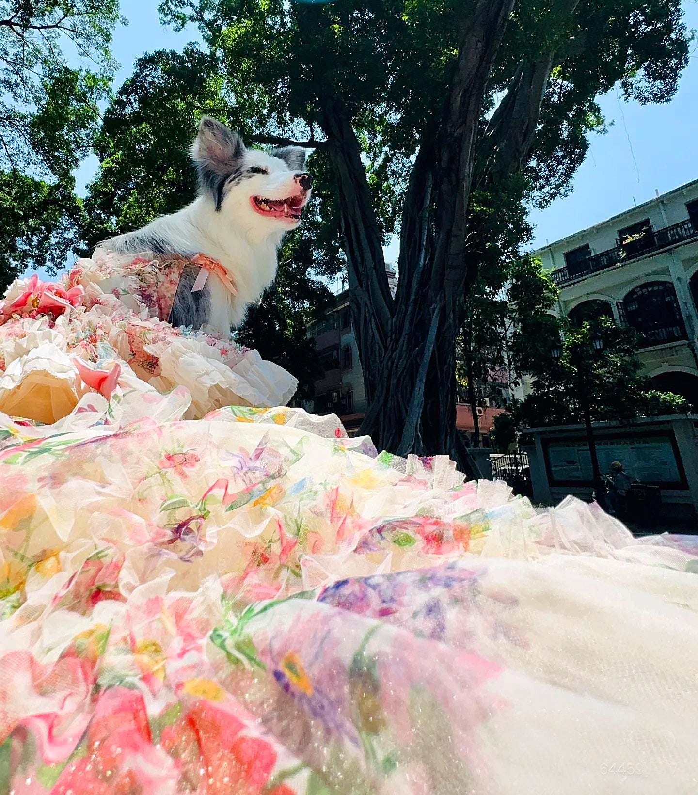 Dog in a colorful dress sitting outdoors with trees and buildings in the background