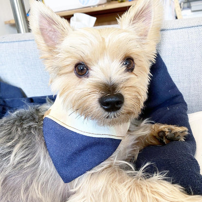 Small dog with a blue bandana sitting on a person's lap