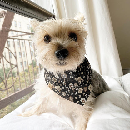 Small dog wearing a black floral bandana sitting on a white surface with a window in the background.
