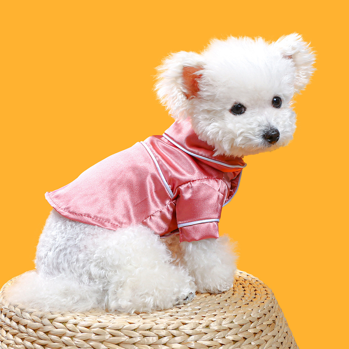 Small white dog wearing a pink outfit on a yellow background