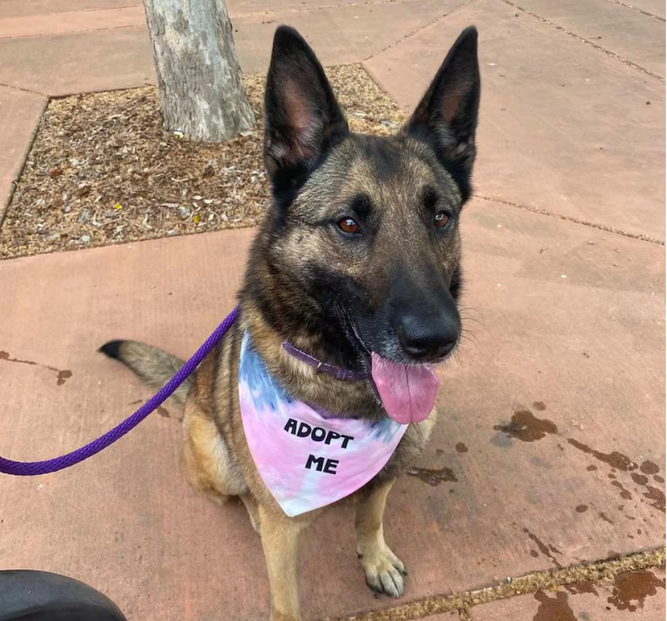 Dog wearing a bandana with text on how to order and contact information for Happy Tails Outfitters.