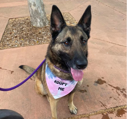 Dog wearing a bandana with text on how to order and contact information for Happy Tails Outfitters.