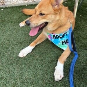 Dog wearing an 'Adopt Me' vest on a grassy surface