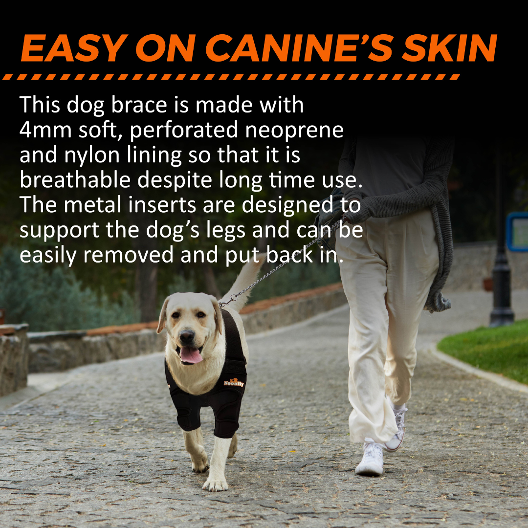 Dog wearing a black brace with text about its features, walking on a path.
