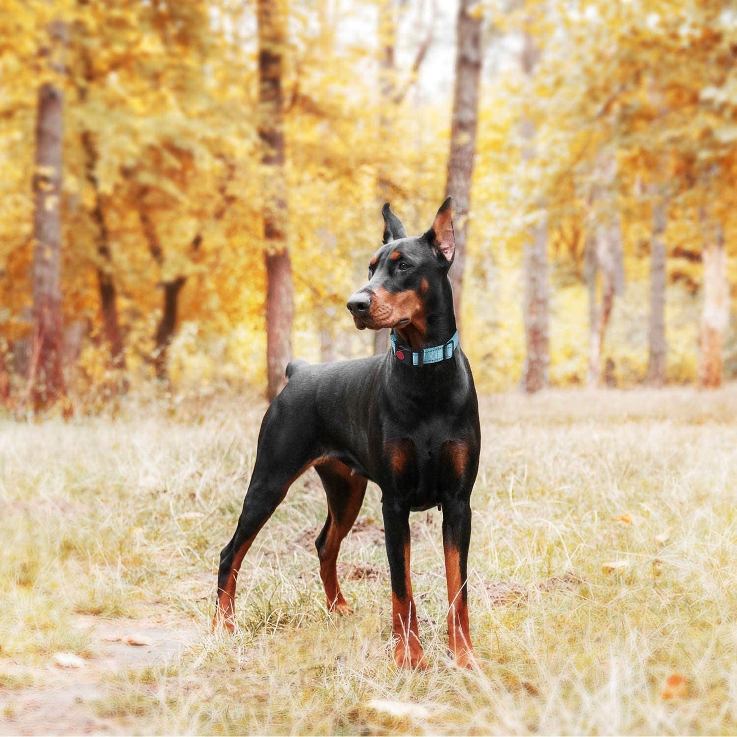 Doberman Pinscher standing in a forest with autumn foliage