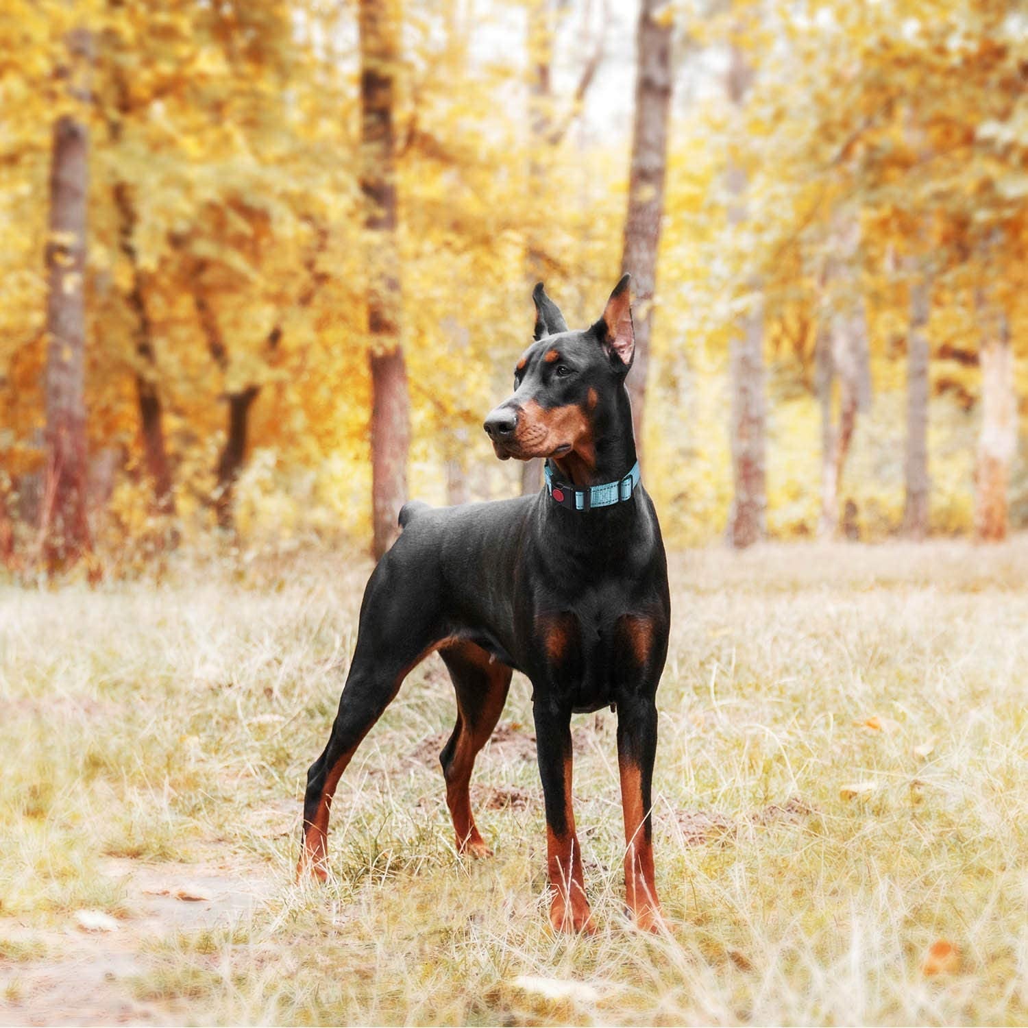 Doberman Pinscher standing in a forest with autumn foliage