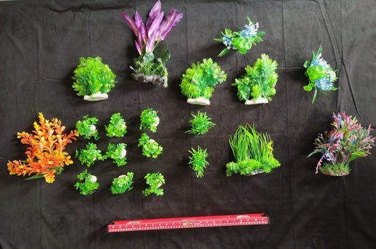 Collection of small green plants and flowers on a black background with a ruler for scale.