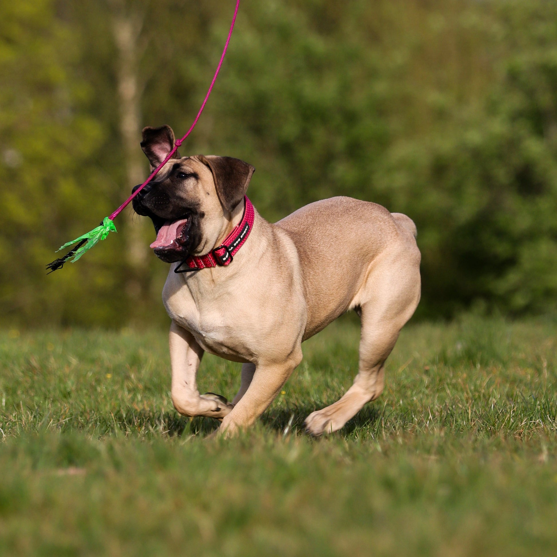 Dog running on grass with a pink and green toy in its mouth