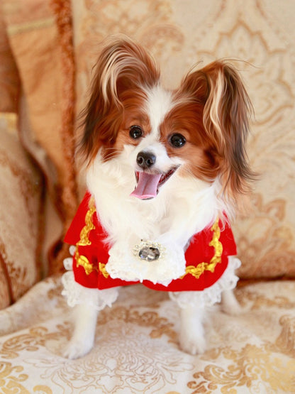 Small dog wearing a red outfit with gold accents on a patterned background