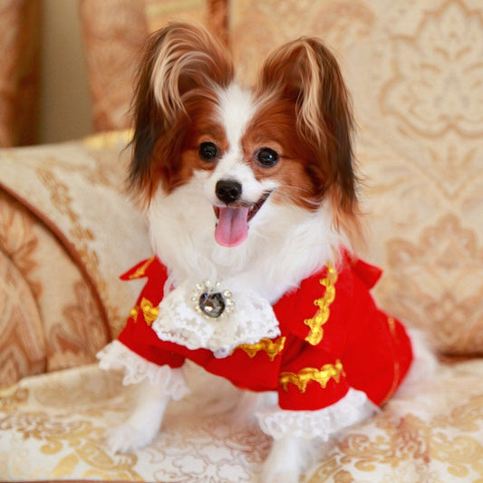 Small dog wearing a red outfit with gold accents on a patterned couch.