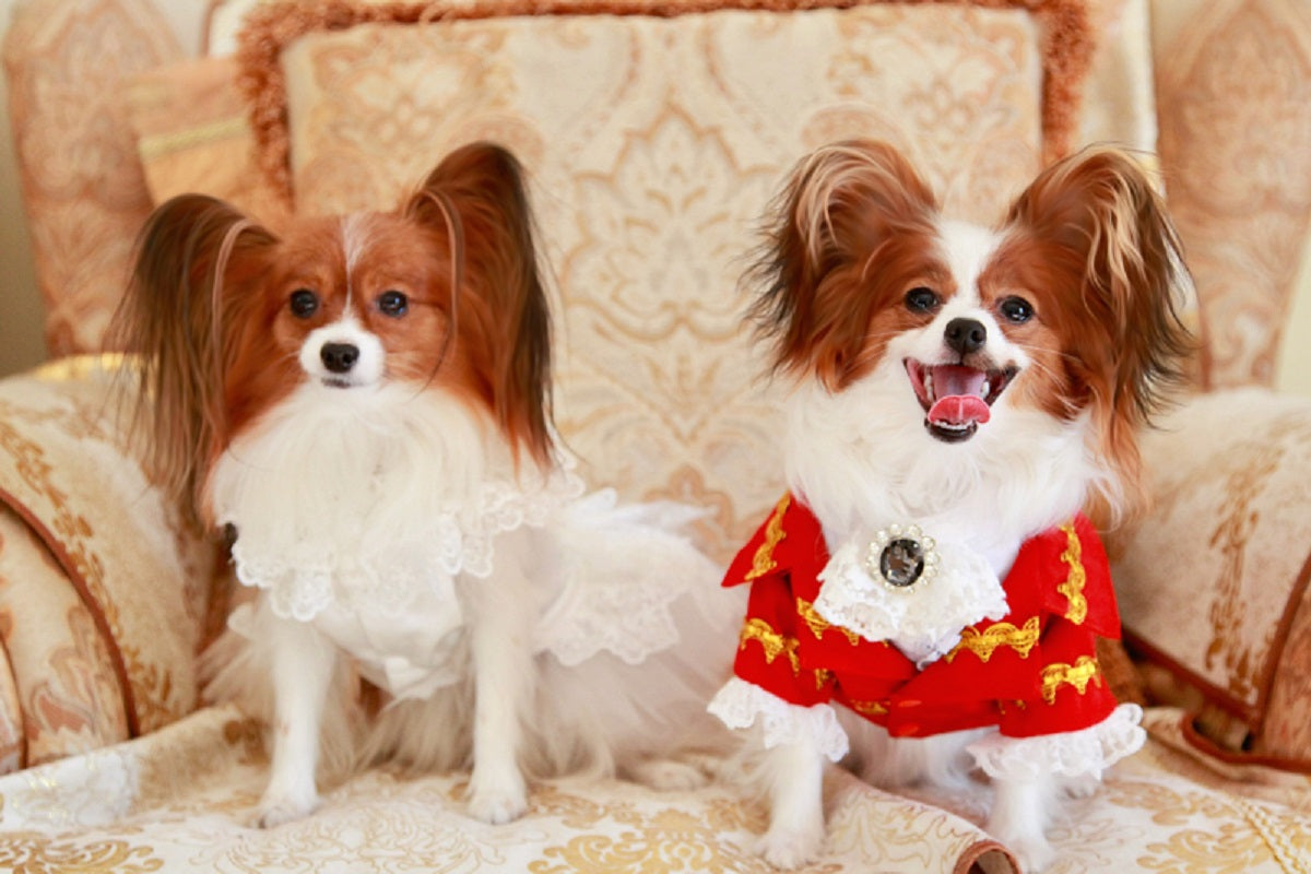 Two small dogs, one in a white outfit and the other in a red outfit with gold patterns, sitting on a patterned couch.