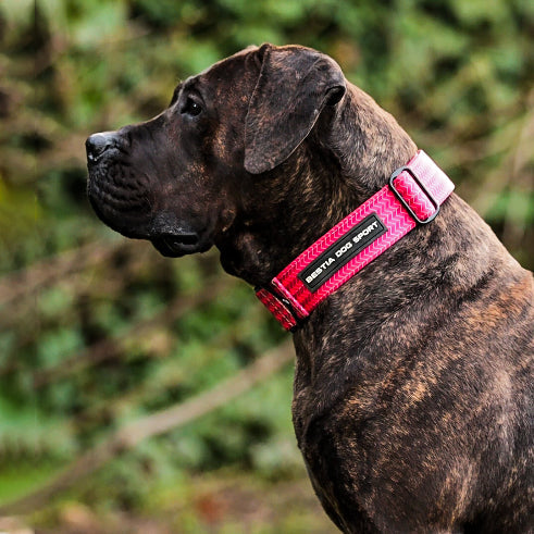 Brindle-colored dog wearing a red collar with a blurred green background