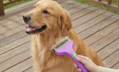 Dog being groomed with a purple grooming brush on a wooden deck