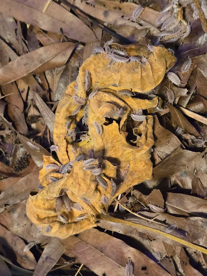 Forest Floor Leaf Litter (3 Sizes!)