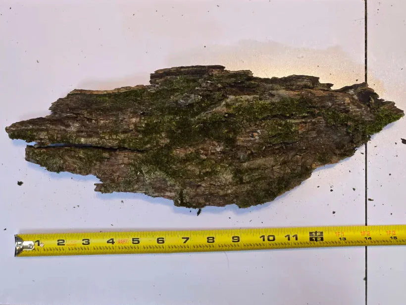 Thick Mossy Bark
