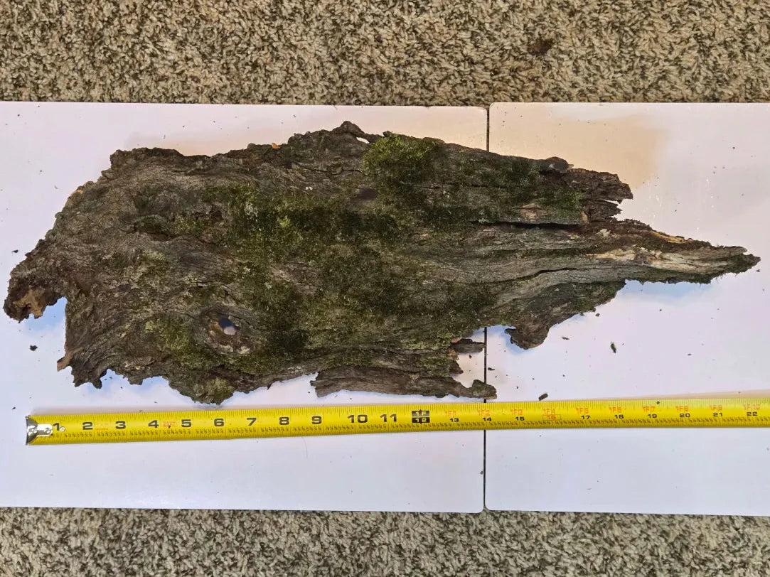Thick Mossy Bark