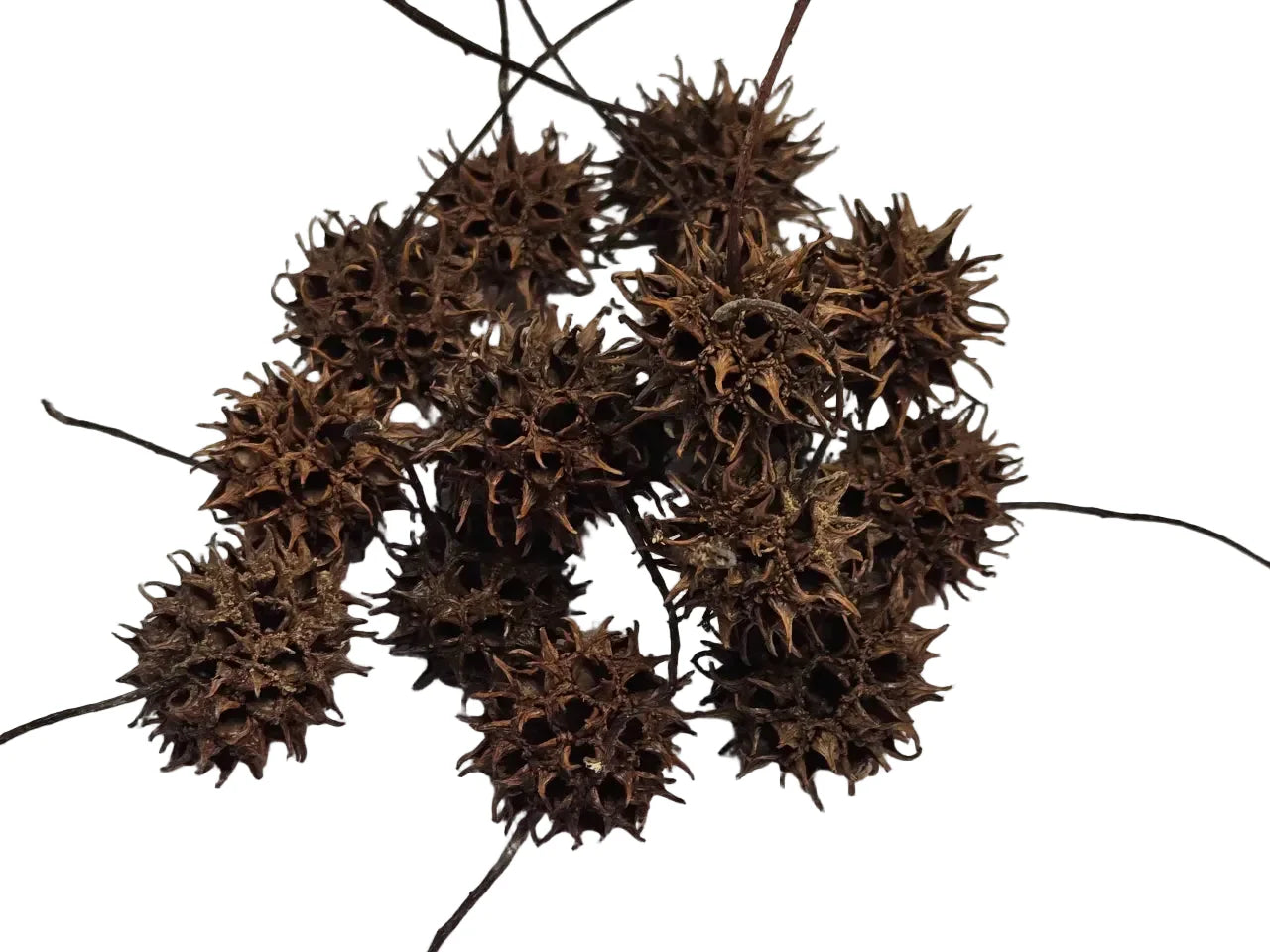 Brown seed pods on a white background
