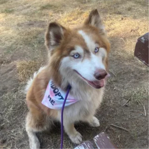 Husky dog with a 'Happy' sign on a leash in an outdoor setting