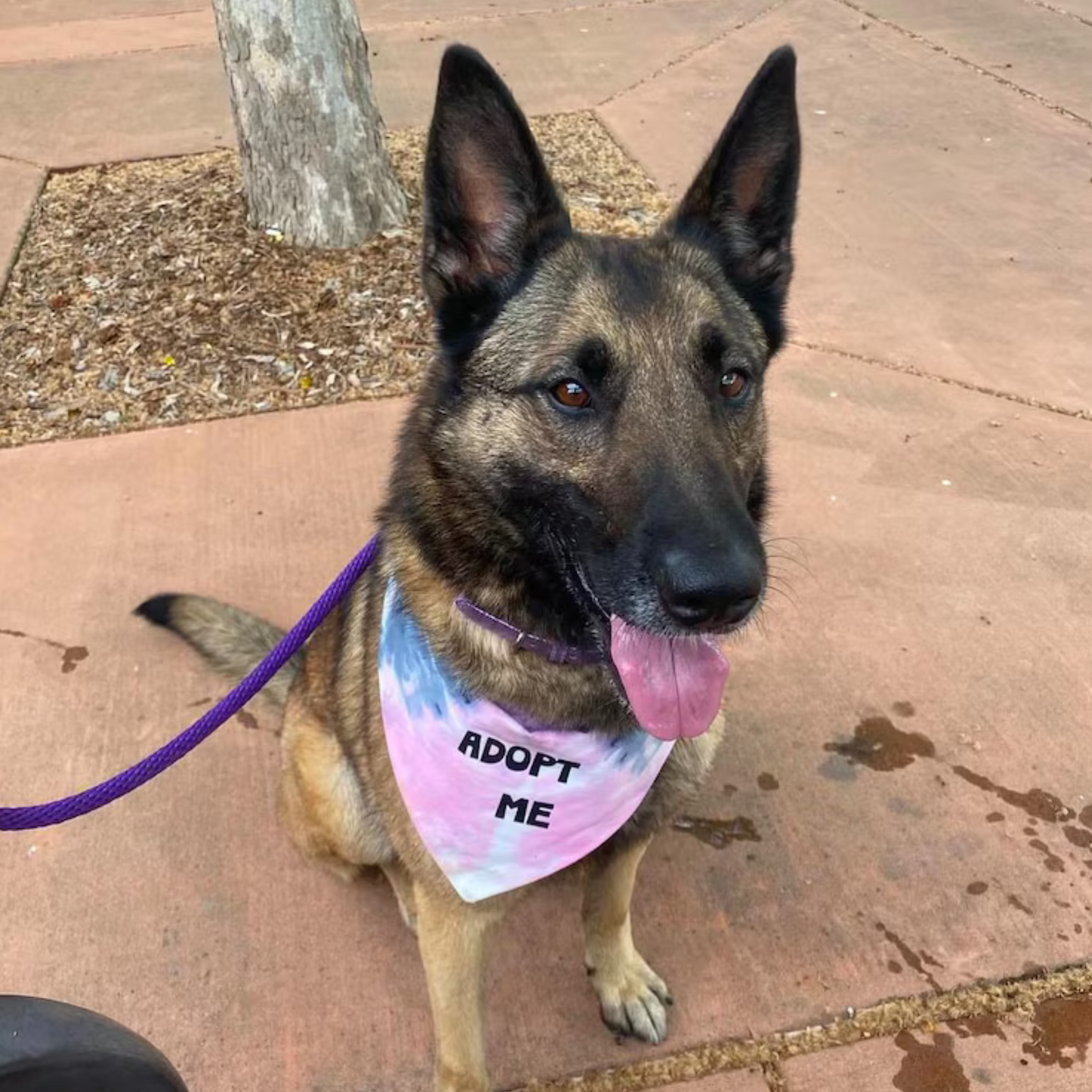 Dog on a leash wearing an 'Adopt Me' bandana on a sidewalk.