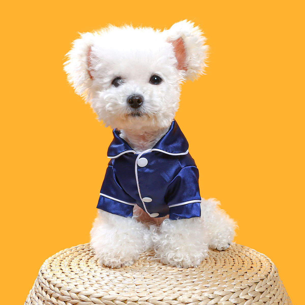 Small white dog wearing a blue satin outfit on an orange background